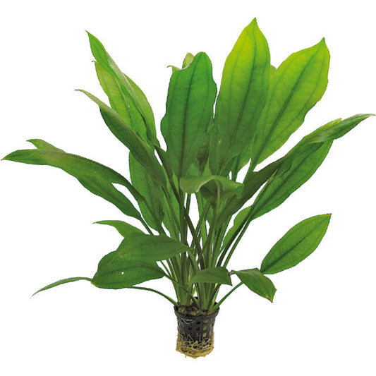 Echinodorus Bleheri