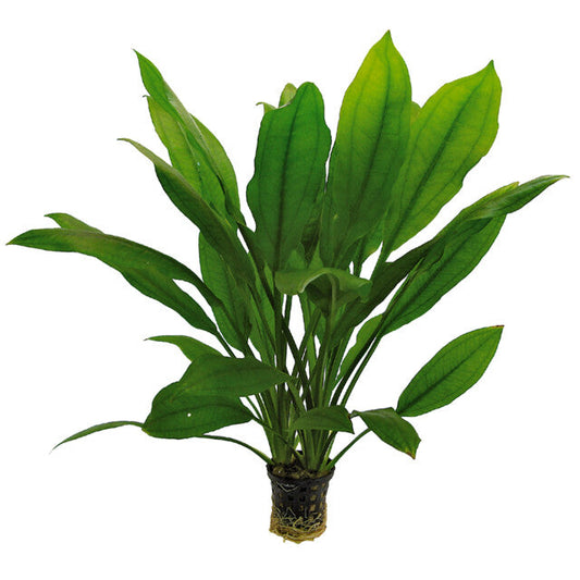 Echinodorus Bleheri 8 Cm En Pot