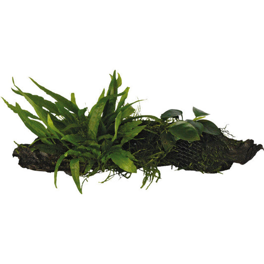 Racine Bois Anubias-Microsorum-Moss- S
