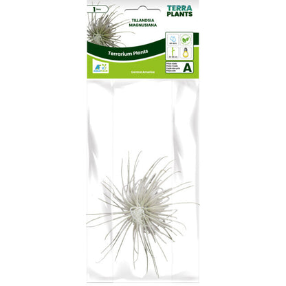 Pt-Tillandsia Magnusiana