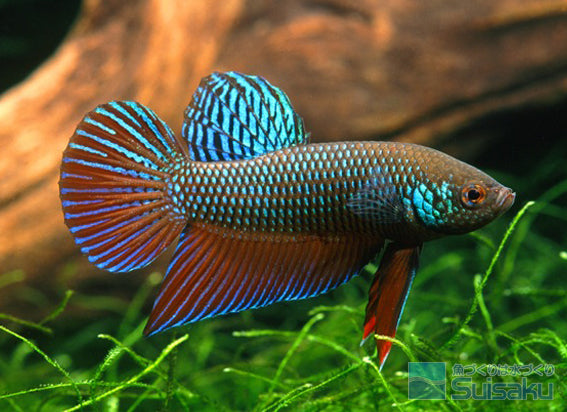 Betta smaragdina – Combattant émeraude 4-5cm (éleveur français)