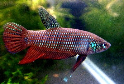Betta smaragdina – Combattant émeraude 4-5cm (éleveur français)