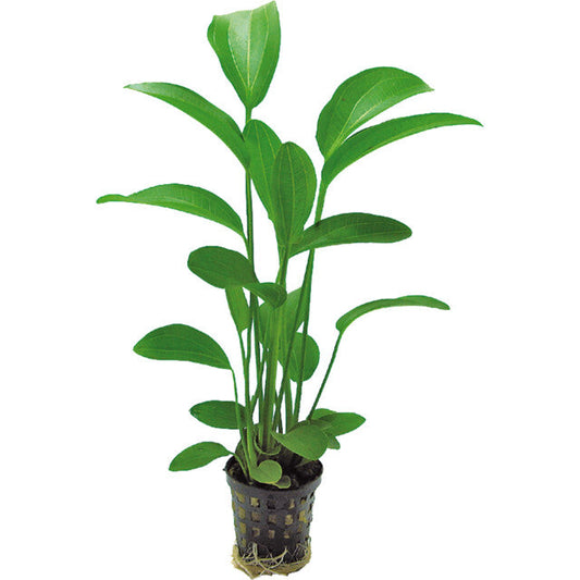 Echinodorus Radicans