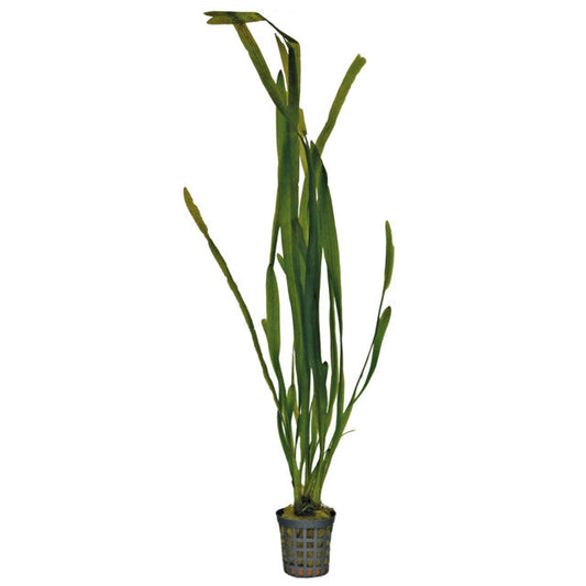 Vallisneria Spiralis