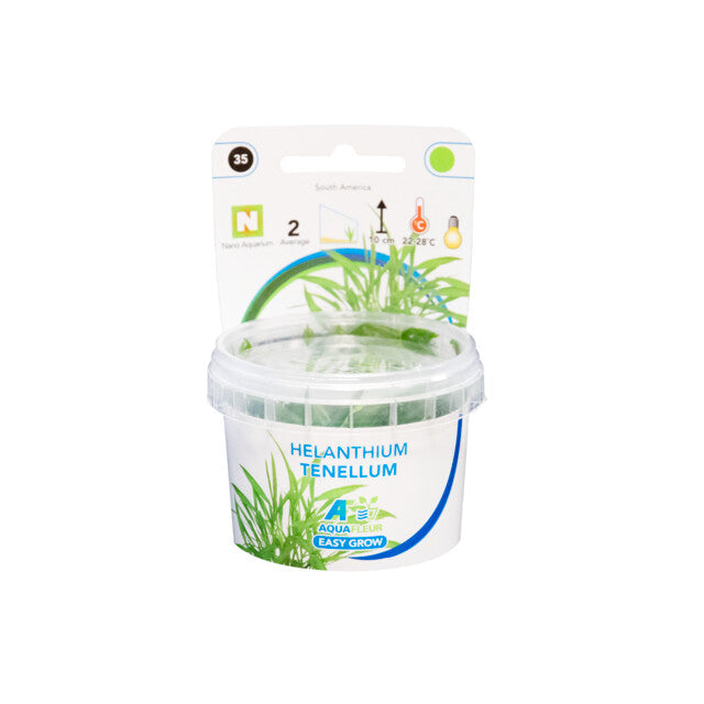 Easy Grow 35 Helanthium Tenellum