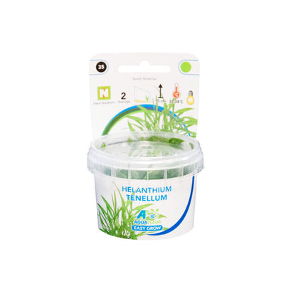 Easy Grow 35 Helanthium Tenellum
