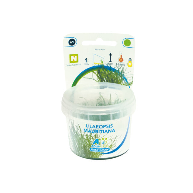 Easy Grow 61 Lilaeopsis Mauritiana