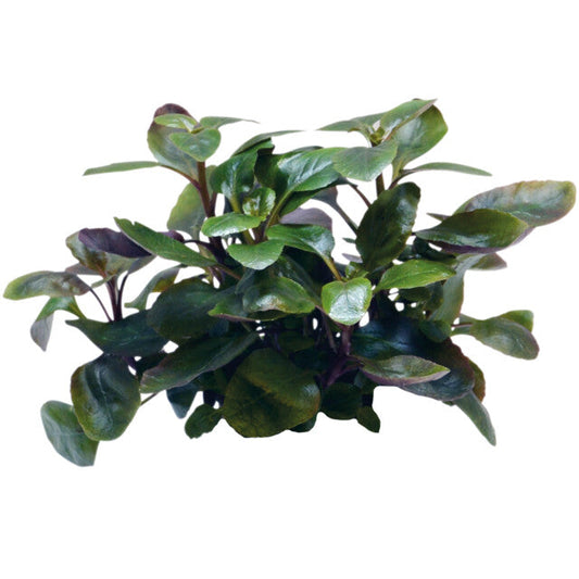 Easy Grow 67 Lobelia Cardinalis Dwarf