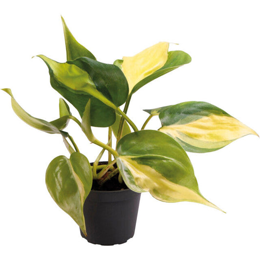 Pt-Philodendron Scandens Brazil