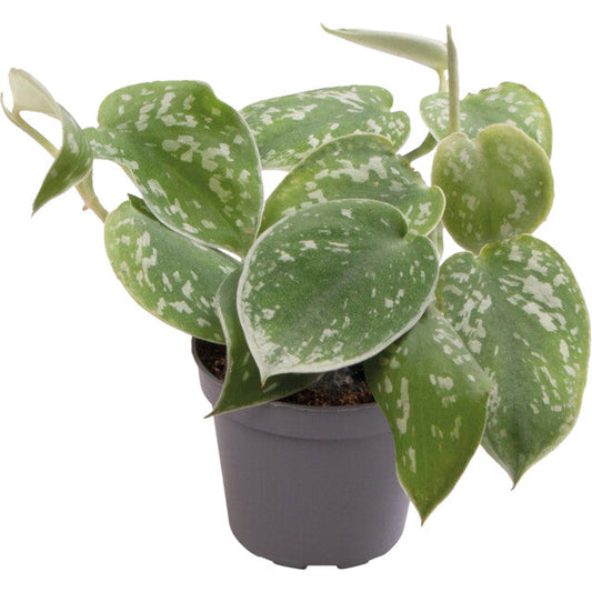 Pt-Philodendron Scandens Pictus