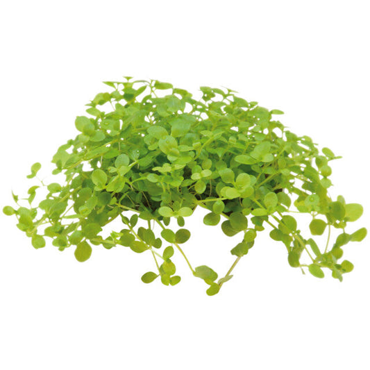 Easy Grow 81 Micranthemum Monte Carlo