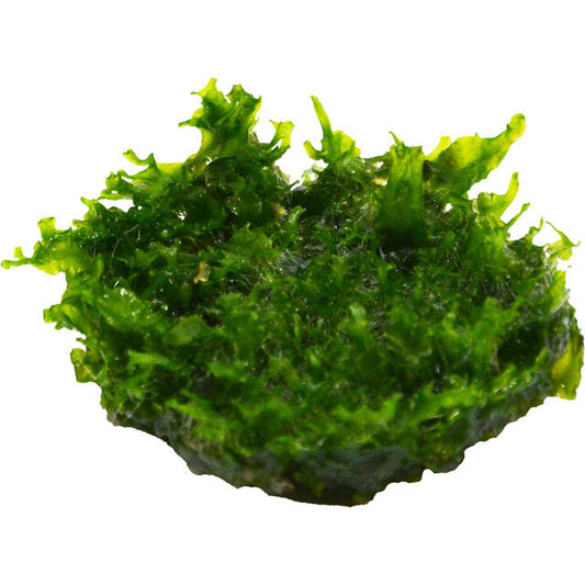 Easy Grow 82 Monosolenium Tenerum