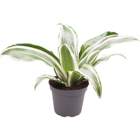 Pt-Dracaena Dragontree White Jewel