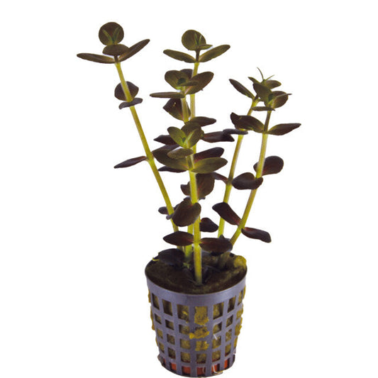 Bacopa Salsmannii Purple