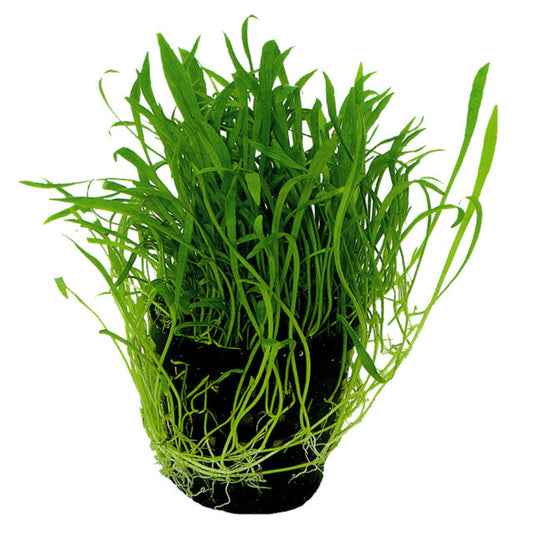 Lilaeopsis Novea-Zealandia