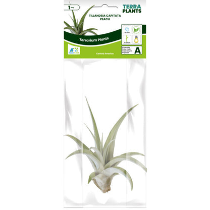 Pt-Tillandsia Capitata Peach
