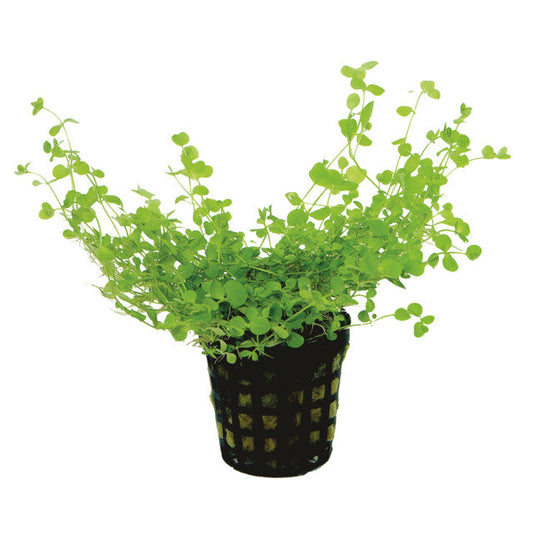 Micranthemum Umbrosum