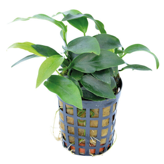 Anubias Nana Mini
