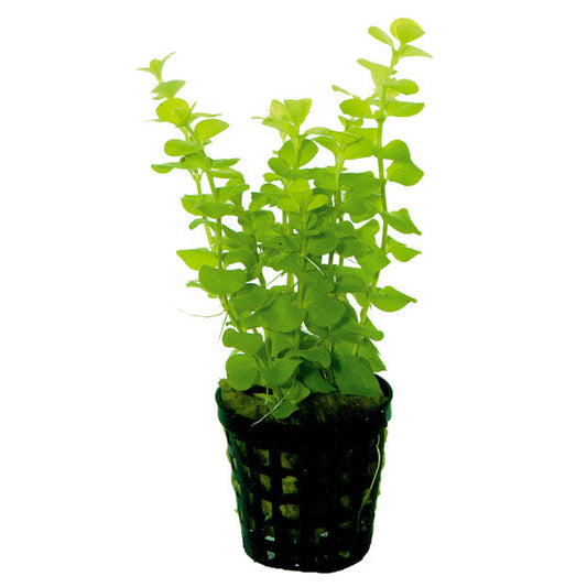 Lysimachia Nummularia Aurea