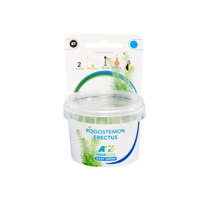Easy Grow 87 Pogostemon Erectus