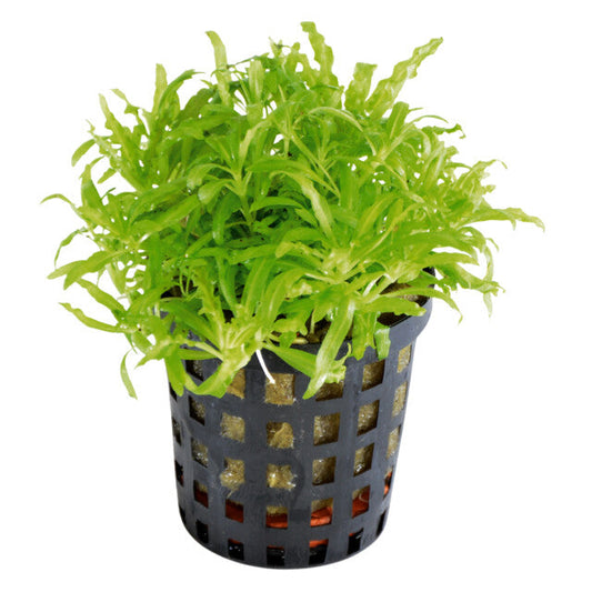 Pogostemon Helferi