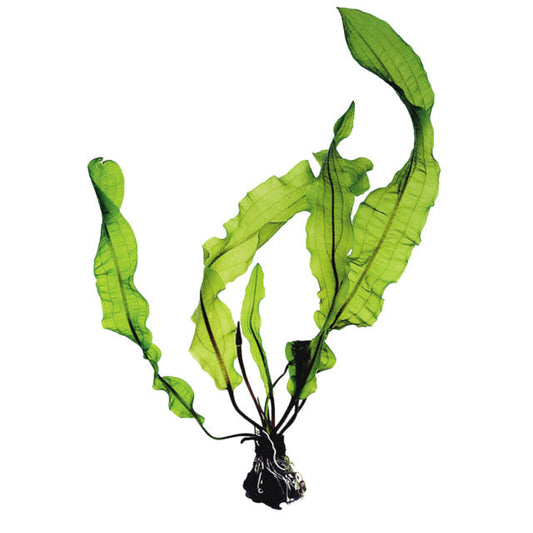 Aponogeton Longiplumulosis Bulbe+Feuille