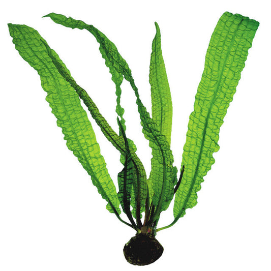 Aponogeton Boivinianus Bulbe+Feuille