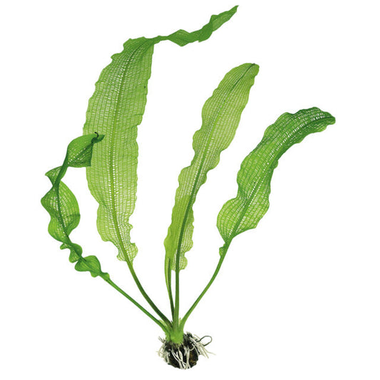 Aponogeton Henkelianus Bulbe+Feuille