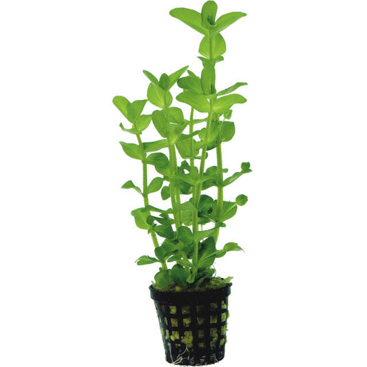 Bacopa Amplexicaulis