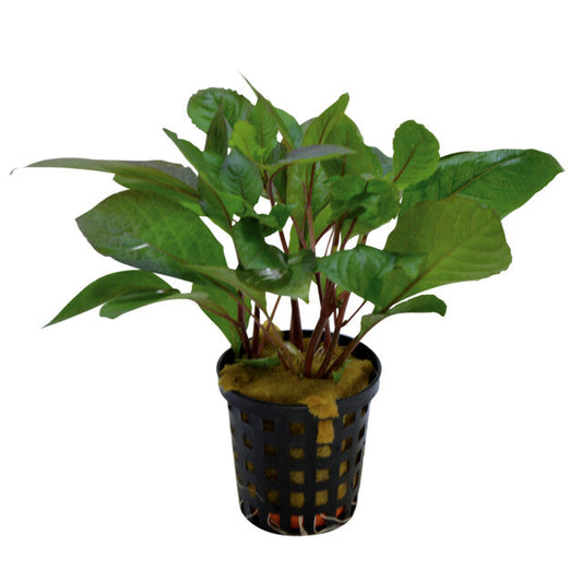 Hygrophila Corymbosa