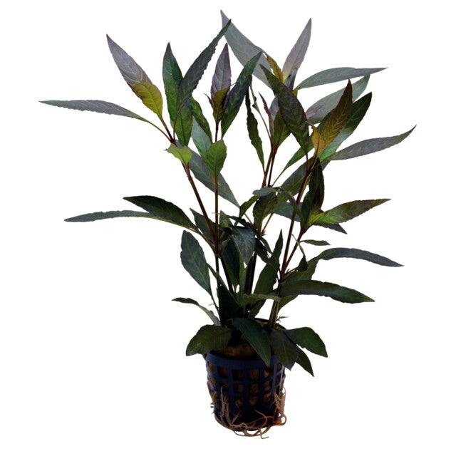Hygrophila Guanensis