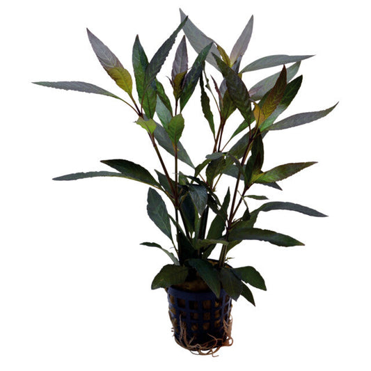Hygrophila Guanensis