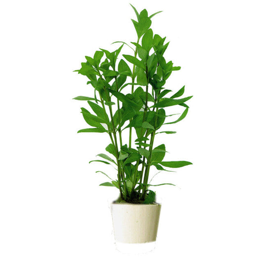 Hygrophila Polysperma En Eco Bouquet