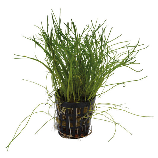 Lilaeopsis Mauritiana