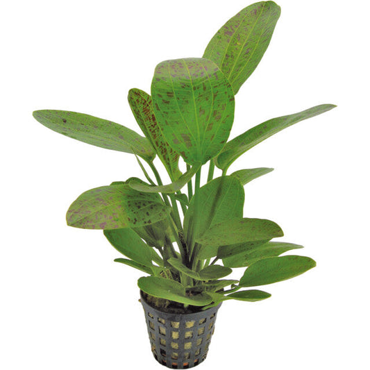 Echinodorus Ozelot Vert