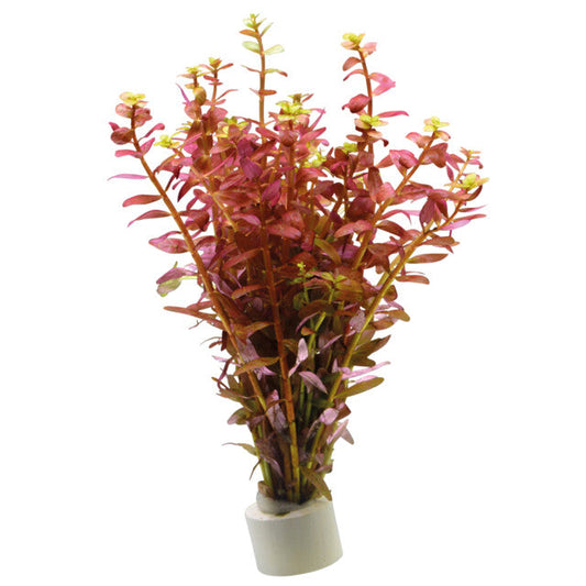 Rotala Indica Rouge En Eco Bouqet