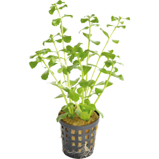 Bacopa Monnieri