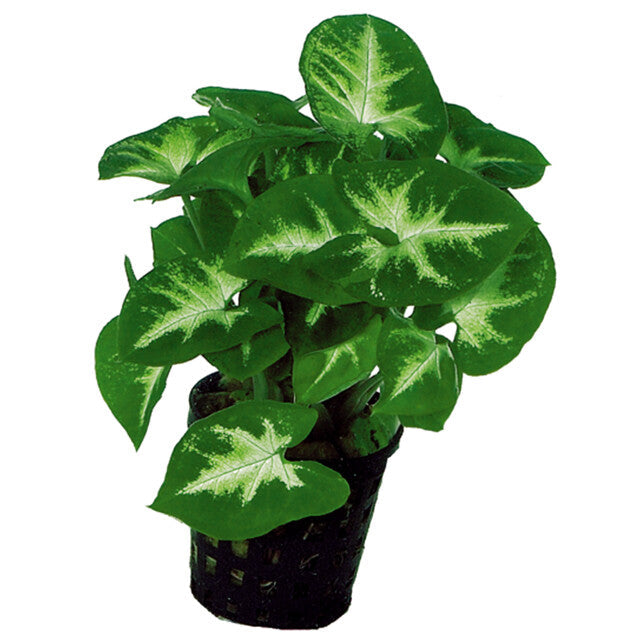 Syngonium Pixii
