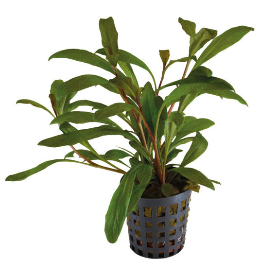 Lysimachia Parvifolia