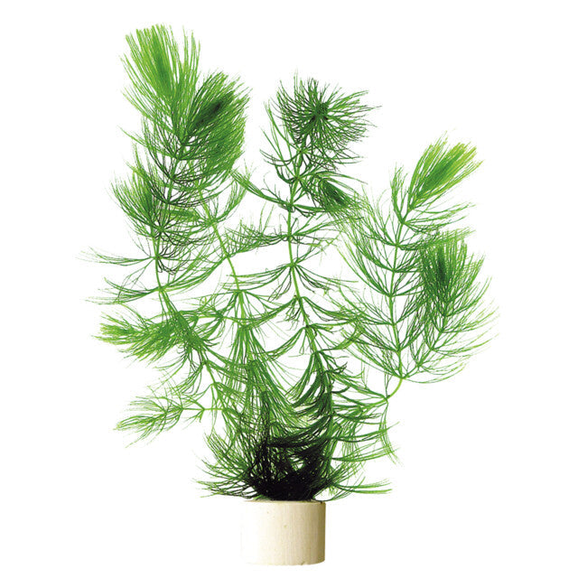 Ceratophyllum Demersum En Eco Bouquet