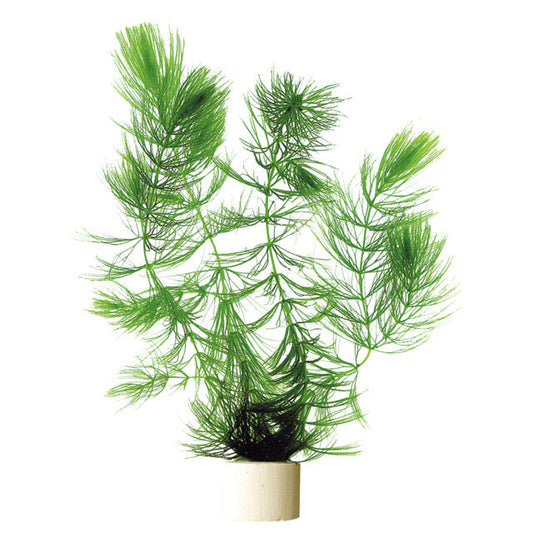 Ceratophyllum Demersum En Eco Bouquet