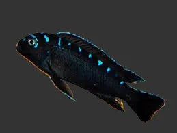 PSEUDOTROPHEUS ELONGATUS NEON SPOT 4-5CM
