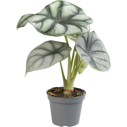 Pt-Alocasia Silver Dragon