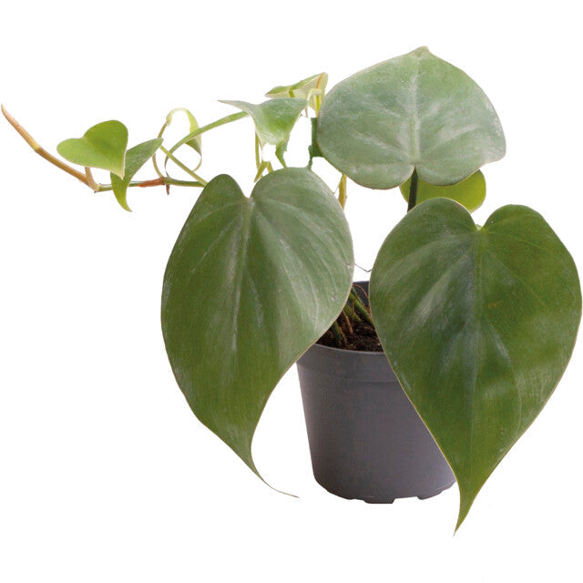 Pt-Philodendron Scandens