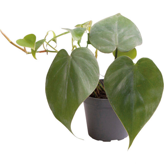 Pt-Philodendron Scandens