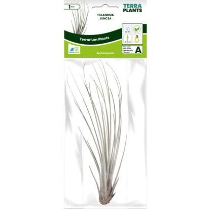 Pt-Tillandsia Juncea