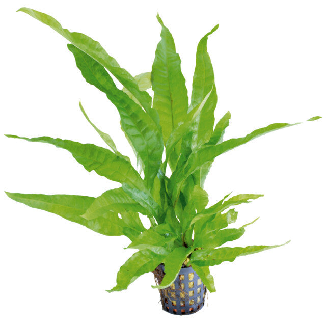 Microsorum Pteropus Greens
