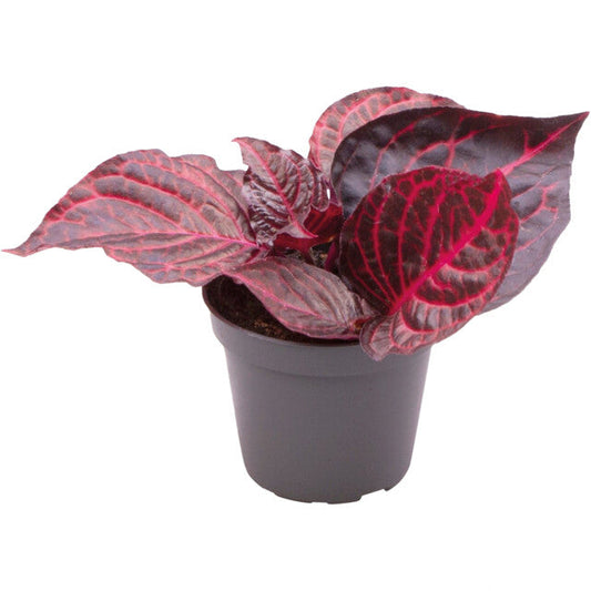 Pt-Iresine Herbstii Bloodleaf
