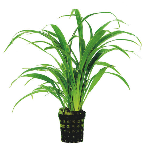 Chlorophytum Bichettii