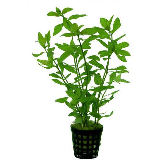 Hygrophila Rosae Australis